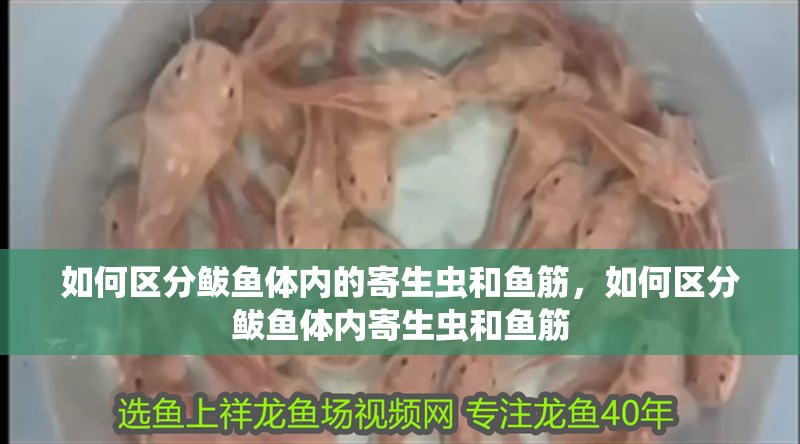 如何區分鲅魚體內的寄生蟲和魚筋，如何區分鲅魚體內寄生蟲和魚筋
