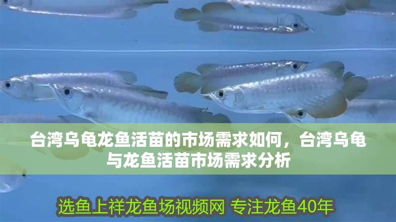 臺灣烏龜龍魚活苗的市場需求如何，臺灣烏龜與龍魚活苗市場需求分析