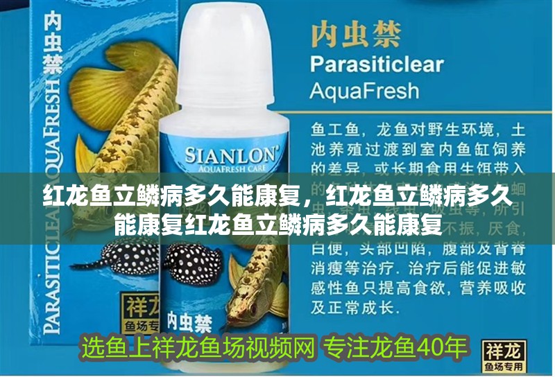 紅龍魚立鱗病多久能康復(fù)，紅龍魚立鱗病多久能康復(fù)紅龍魚立鱗病多久能康復(fù)