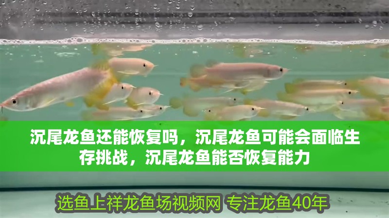 沉尾龍魚還能恢復嗎，沉尾龍魚可能會面臨生存挑戰，沉尾龍魚能否恢復能力