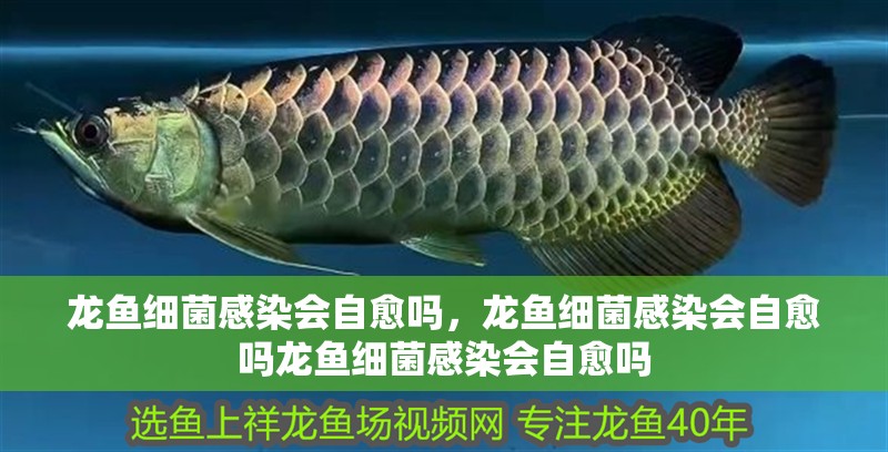 龍魚細菌感染會自愈嗎，龍魚細菌感染會自愈嗎龍魚細菌感染會自愈嗎