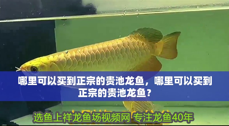 哪里可以買到正宗的貴池龍魚，哪里可以買到正宗的貴池龍魚？
