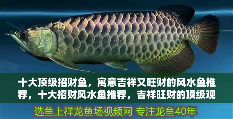 十大頂級招財魚，寓意吉祥又旺財的風水魚推薦，十大招財風水魚推薦，吉祥旺財的頂級觀賞魚