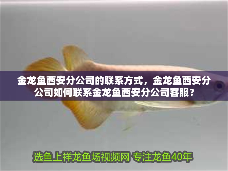 金龍魚西安分公司的聯(lián)系方式，金龍魚西安分公司如何聯(lián)系金龍魚西安分公司客服？