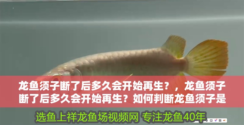 龍魚須子斷了后多久會開始再生？，龍魚須子斷了后多久會開始再生？如何判斷龍魚須子是否傷害根部？