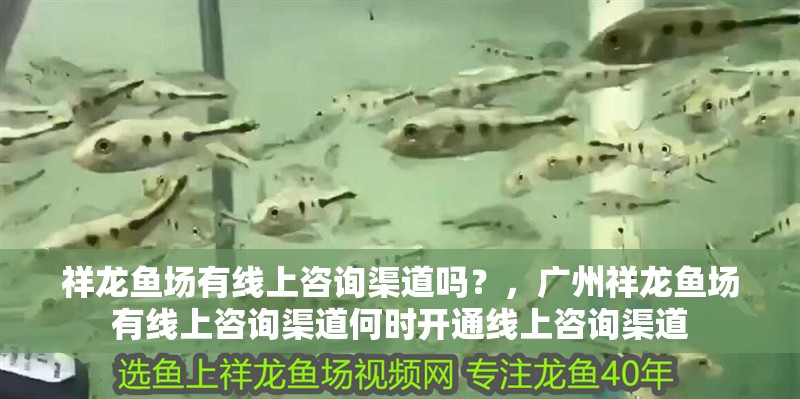 祥龍魚場有線上咨詢渠道嗎？，廣州祥龍魚場有線上咨詢渠道何時開通線上咨詢渠道