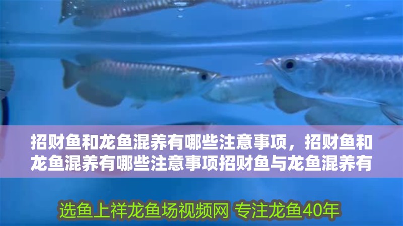 招財魚和龍魚混養(yǎng)有哪些注意事項，招財魚和龍魚混養(yǎng)有哪些注意事項招財魚與龍魚混養(yǎng)有哪些注意事項
