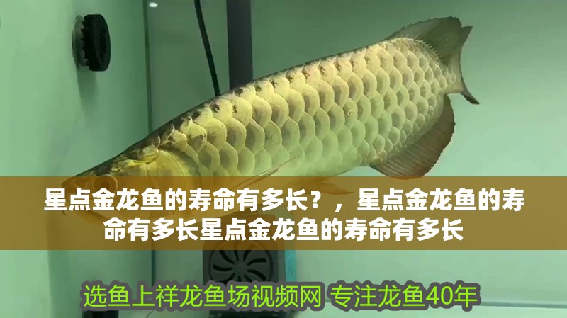 星點金龍魚的壽命有多長？，星點金龍魚的壽命有多長星點金龍魚的壽命有多長