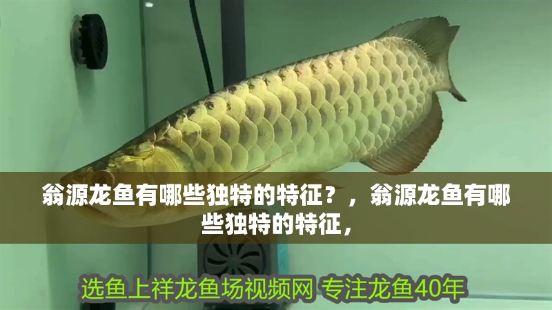 翁源龍魚有哪些獨特的特征？，翁源龍魚有哪些獨特的特征，