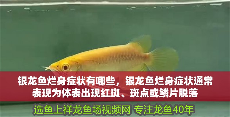 銀龍魚爛身癥狀有哪些，銀龍魚爛身癥狀通常表現為體表出現紅斑、斑點或鱗片脫落