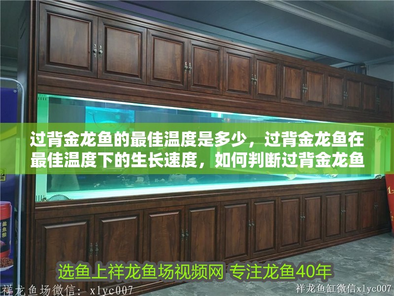 過背金龍魚的最佳溫度是多少，過背金龍魚在最佳溫度下的生長速度，如何判斷過背金龍魚是否處于最佳溫度