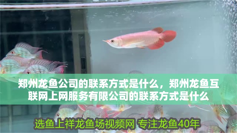 鄭州龍魚公司的聯系方式是什么，鄭州龍魚互聯網上網服務有限公司的聯系方式是什么 鄭州龍魚公司的聯系方式是什么，鄭州龍魚互聯網上網服務有限公司的聯系方式是什么 龍魚百科