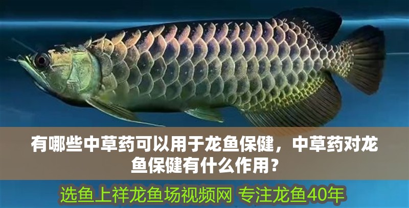 有哪些中草藥可以用于龍魚保健，中草藥對龍魚保健有什么作用？