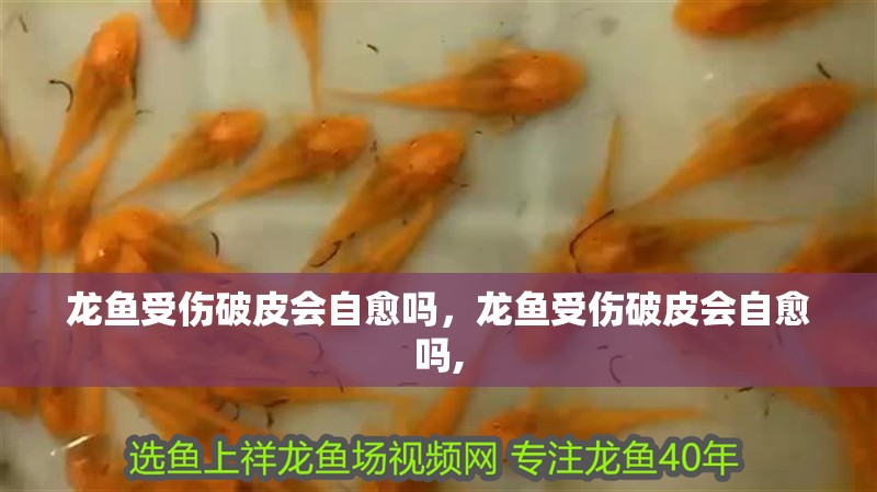 龍魚受傷破皮會自愈嗎，龍魚受傷破皮會自愈嗎,