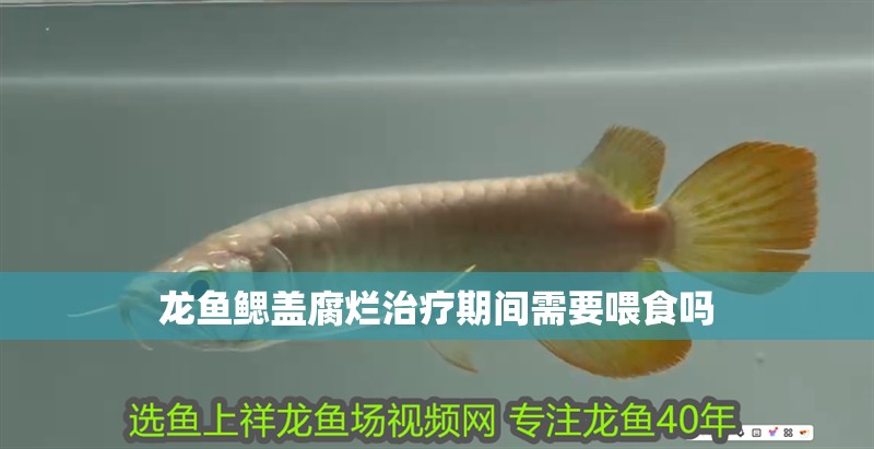 龍魚鰓蓋腐爛治療期間需要喂食嗎