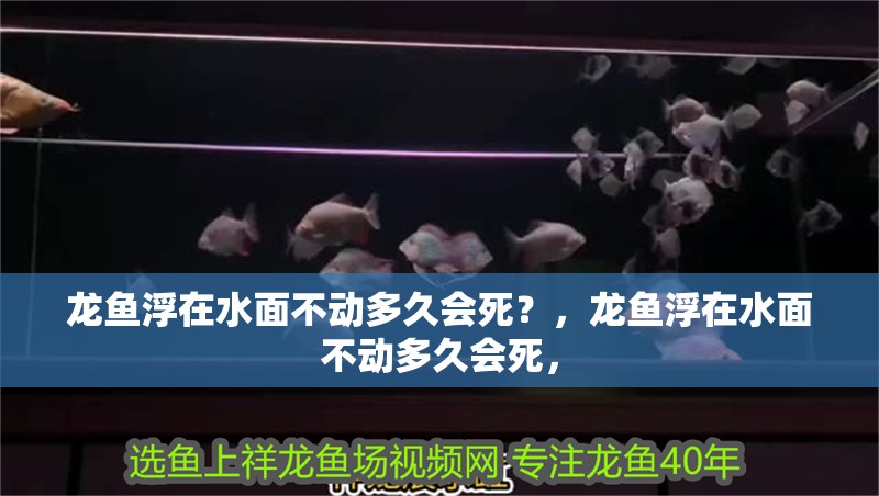 龍魚浮在水面不動多久會死？，龍魚浮在水面不動多久會死，