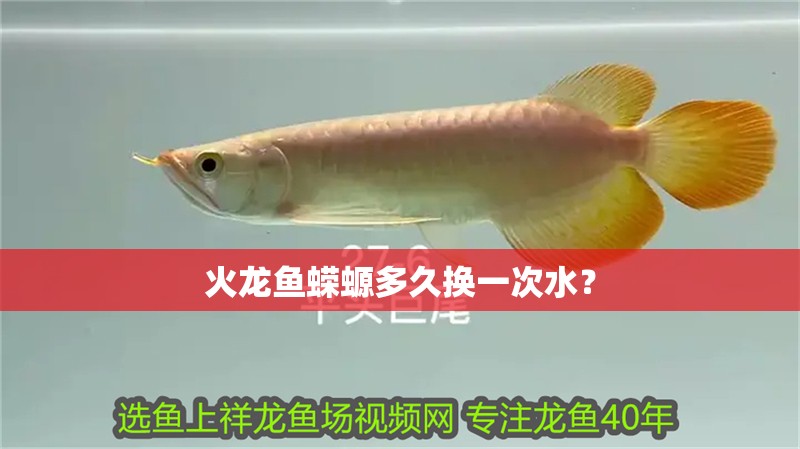 火龍魚蠑螈多久換一次水？