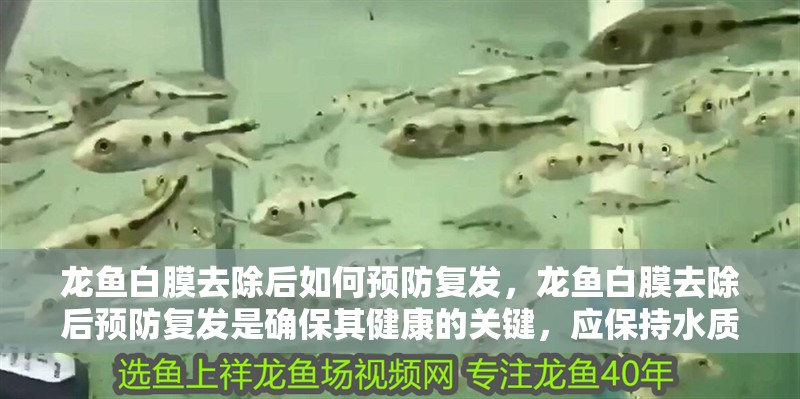 龍魚白膜去除后如何預防復發，龍魚白膜去除后預防復發是確保其健康的關鍵，應保持水質清潔