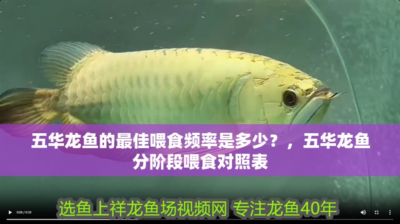 五華龍魚(yú)的最佳喂食頻率是多少？，五華龍魚(yú)分階段喂食對(duì)照表
