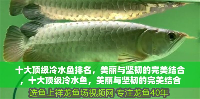 十大頂級冷水魚排名，美麗與堅韌的完美結合，十大頂級冷水魚，美麗與堅韌的完美結合