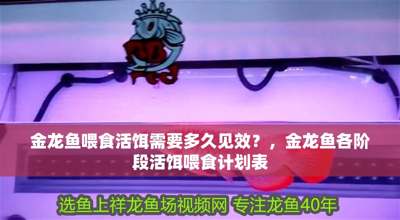 金龍魚喂食活餌需要多久見效？，金龍魚各階段活餌喂食計劃表