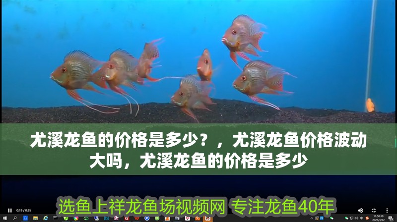 尤溪龍魚的價(jià)格是多少？，尤溪龍魚價(jià)格波動大嗎，尤溪龍魚的價(jià)格是多少