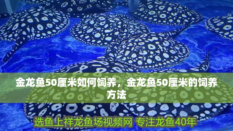 金龍魚50厘米如何飼養(yǎng)，金龍魚50厘米的飼養(yǎng)方法