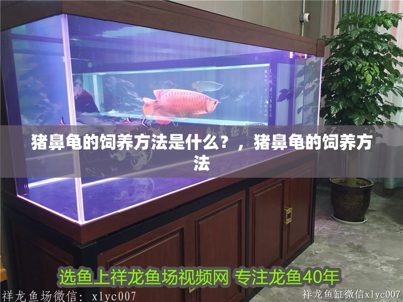 豬鼻龜的飼養方法是什么？，豬鼻龜的飼養方法