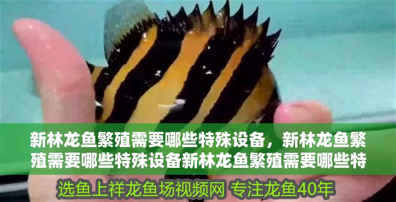 新林龍魚繁殖需要哪些特殊設備，新林龍魚繁殖需要哪些特殊設備新林龍魚繁殖需要哪些特殊設備