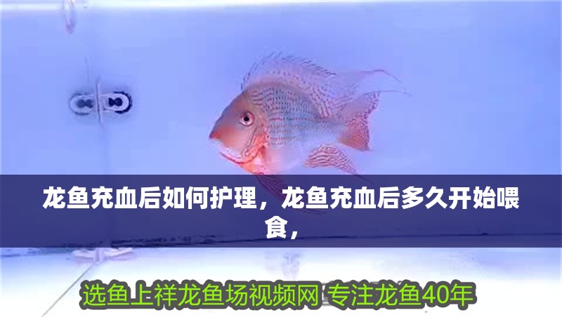 龍魚充血后如何護理，龍魚充血后多久開始喂食，