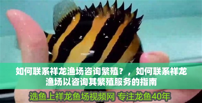 如何聯系祥龍漁場咨詢繁殖？，如何聯系祥龍漁場以咨詢其繁殖服務的指南