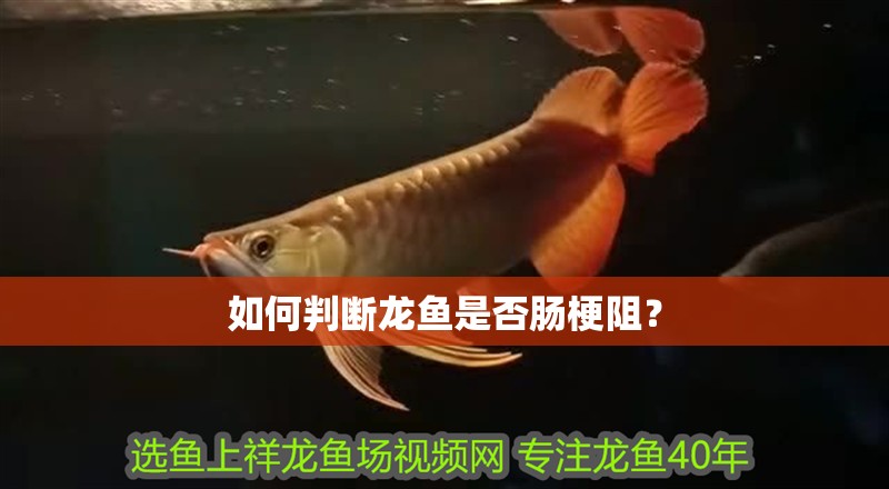 如何判斷龍魚是否腸梗阻？