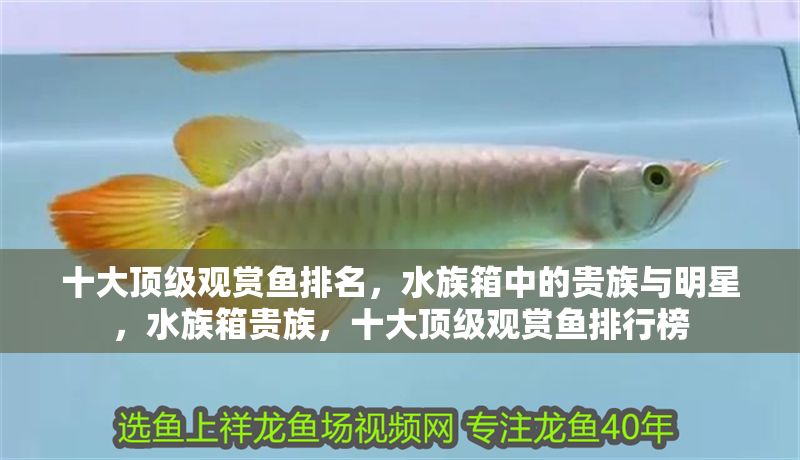 十大頂級觀賞魚排名，水族箱中的貴族與明星，水族箱貴族，十大頂級觀賞魚排行榜