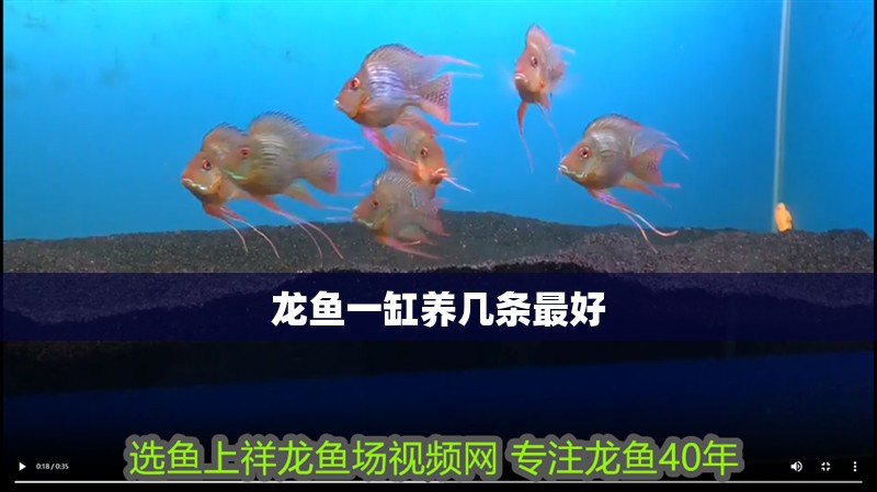 龍魚一缸養幾條最好