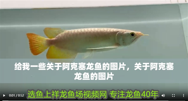 給我一些關于阿克塞龍魚的圖片，關于阿克塞龍魚的圖片