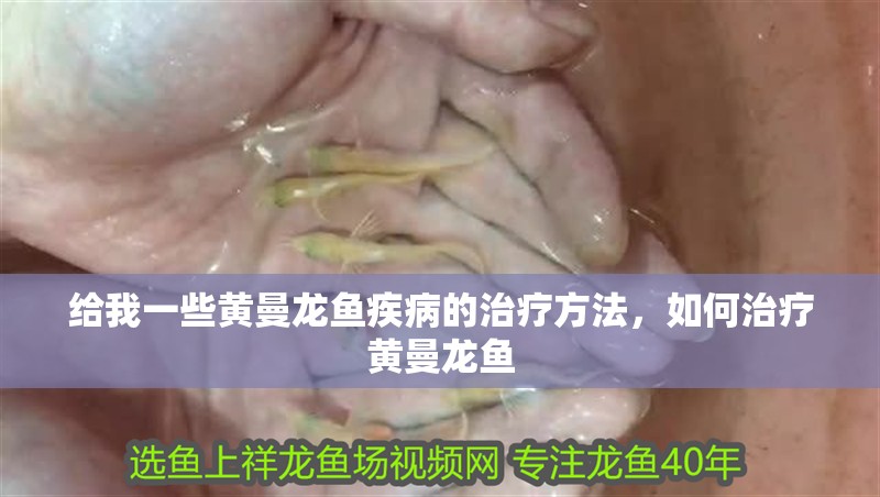 給我一些黃曼龍魚疾病的治療方法，如何治療黃曼龍魚
