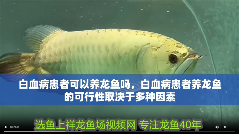 白血病患者可以養(yǎng)龍魚嗎，白血病患者養(yǎng)龍魚的可行性取決于多種因素