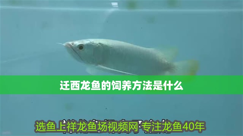 遷西龍魚的飼養方法是什么