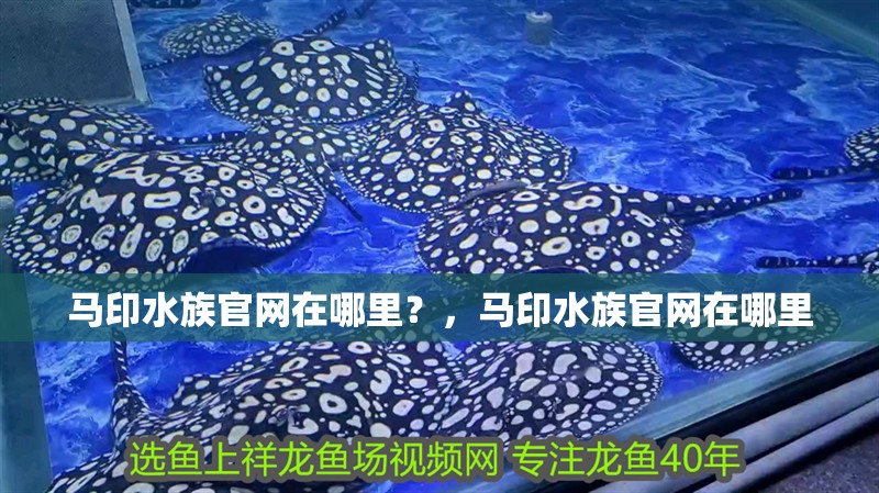 馬印水族官網在哪里？，馬印水族官網在哪里