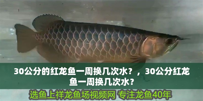 30公分的紅龍魚一周換幾次水？，30公分紅龍魚一周換幾次水？
