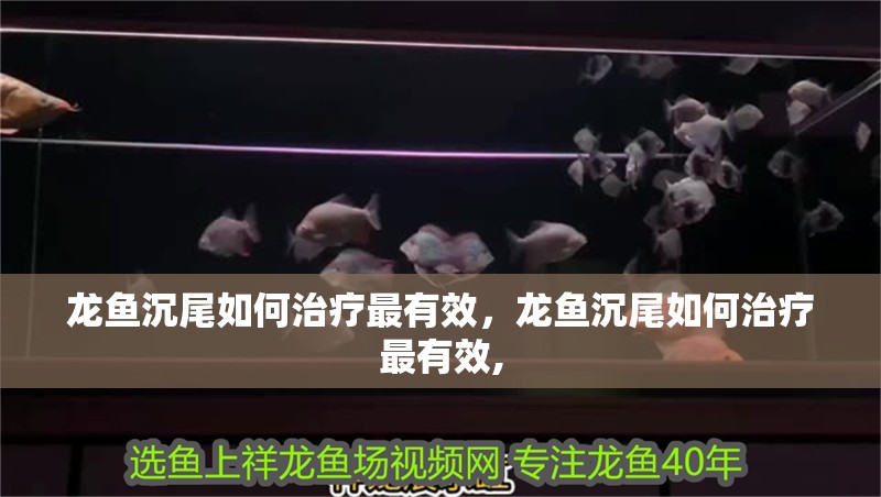 龍魚沉尾如何治療最有效，龍魚沉尾如何治療最有效,