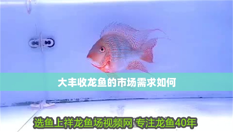 大豐收龍魚的市場需求如何