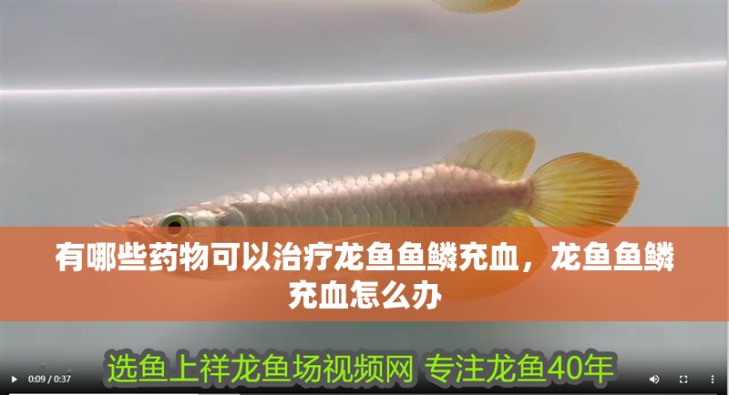 有哪些藥物可以治療龍魚魚鱗充血，龍魚魚鱗充血怎么辦