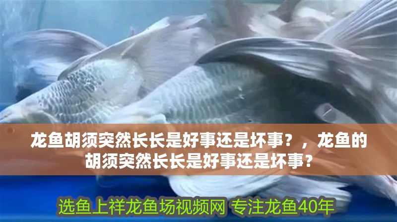 龍魚胡須突然長長是好事還是壞事？，龍魚的胡須突然長長是好事還是壞事？