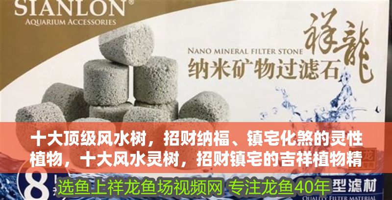 十大頂級(jí)風(fēng)水樹(shù)，招財(cái)納福、鎮(zhèn)宅化煞的靈性植物，十大風(fēng)水靈樹(shù)，招財(cái)鎮(zhèn)宅的吉祥植物精選