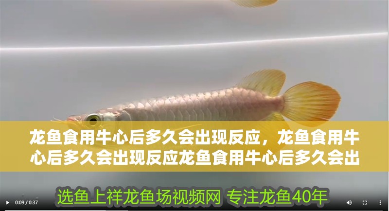 龍魚食用牛心后多久會出現反應，龍魚食用牛心后多久會出現反應龍魚食用牛心后多久會出現反應