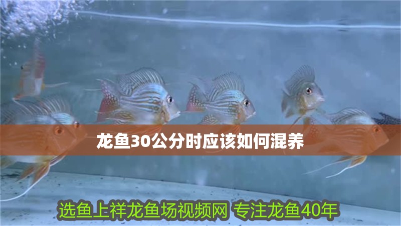 龍魚30公分時應該如何混養