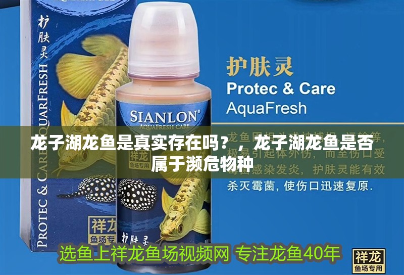 龍子湖龍魚是真實(shí)存在嗎？，龍子湖龍魚是否屬于瀕危物種