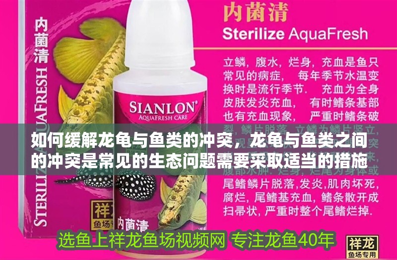 如何緩解龍龜與魚類的沖突，龍龜與魚類之間的沖突是常見的生態問題需要采取適當的措施來緩解