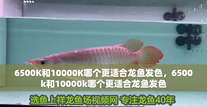 6500K和10000K哪個更適合龍魚發(fā)色，6500k和10000k哪個更適合龍魚發(fā)色